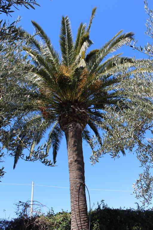 Appartamento Le Tre Palme Frigintini Exterior foto